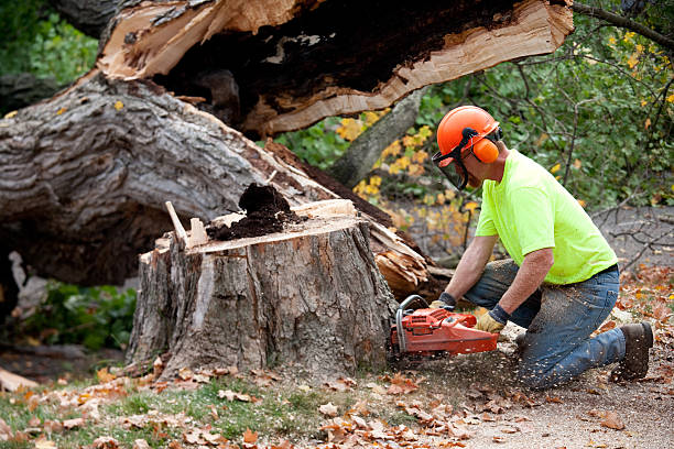 How Our Tree Care Process Works  in  Bear Creek Ranch, TX