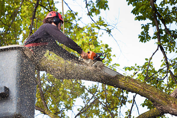 Trusted Bear Creek Ranch, TX  Tree Services Experts